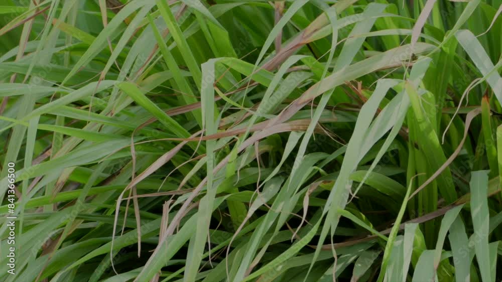 grass swaying in the wind closeup view grass swaying in the wind closeup view