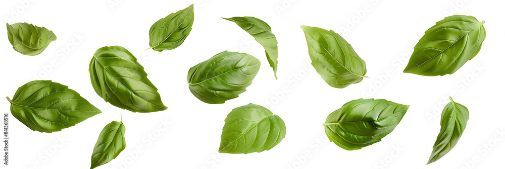 Falling basil leaves isolated on white background
