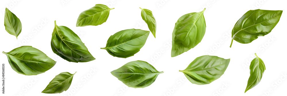 Falling basil leaves isolated on white background
Falling basil leaves isolated on white background