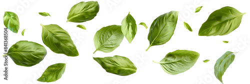 Falling basil leaves isolated on white background
