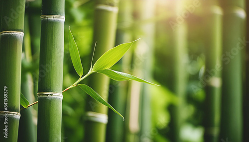 Close-up of bamboo forest trees with green leaves. Spring or summer time. Beautiful nature.