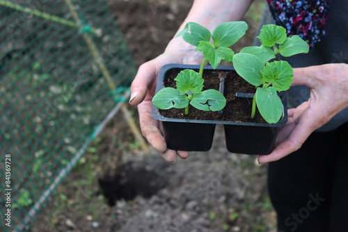 Fotografía Cucumber plants transplant in the vegetable garden: close-up of woman’s hand wit
