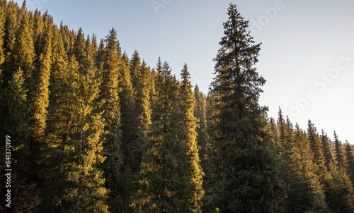 Autumn landscape in the mountains with tall firs. Natural background. Atmospheric green forest with firs in mountains. Mountain woodland.