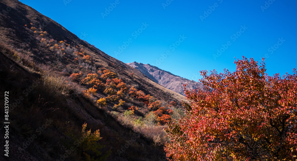 Obraz premium Beautiful autumn landscape with trees. Colorful foliage in the park. Natural background. Autumn coloured trees.