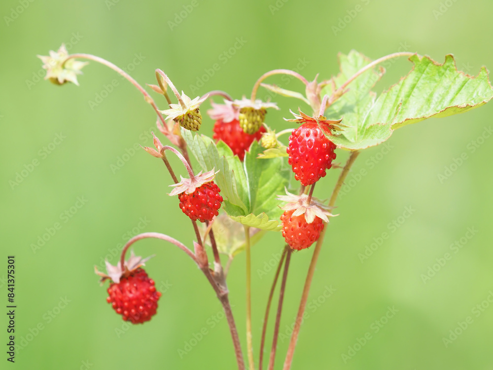 Wild strawberry with ripe red fruit, Fragaria vesca Wild strawberry with ripe red fruit, Fragaria vesca