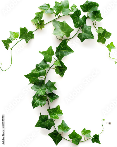 hoto of a greenery vine, ivy isolated on white background