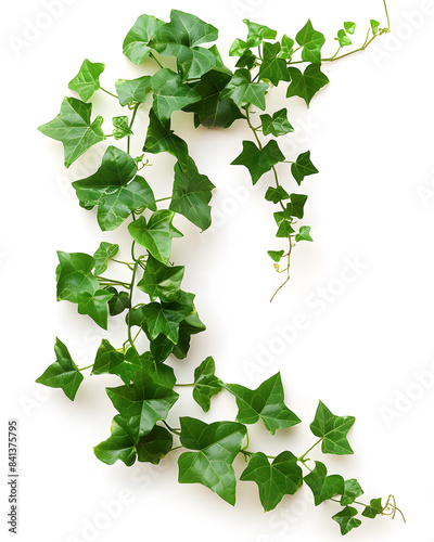 hoto of a greenery vine, ivy isolated on white background photo