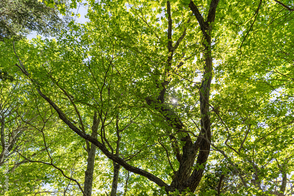 Obraz premium 美しい新緑の森