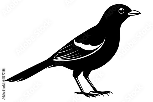 myna silhouette vector illustration