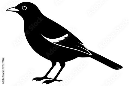 myna silhouette vector illustration