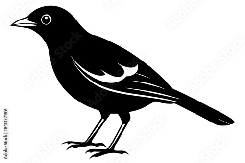 myna silhouette vector illustration