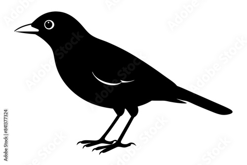 myna silhouette vector illustration