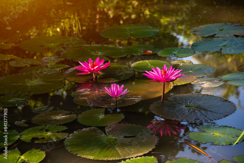 Pink water lily flower in pond with morning light
