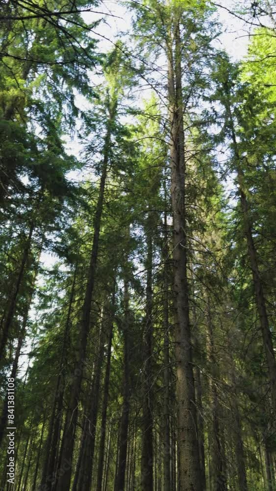 A dirt pathway winds through a dense evergreen forest, with tall trees reaching towards the sky. The serene and natural setting provides a sense of tranquility and adventure, perfect for themes of A dirt pathway winds through a dense evergreen forest, with tall trees reaching towards the sky. The serene and natural setting provides a sense of tranquility and adventure, perfect for themes of