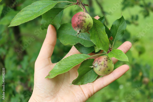 Bild auf Leinwand Farmer’s hand holding apple branch with apples with Apple scab fungal disease