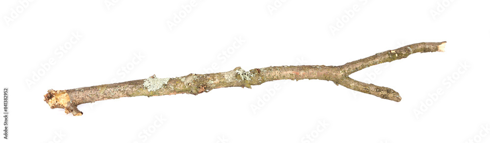 One dry tree branch isolated on white One dry tree branch isolated on white