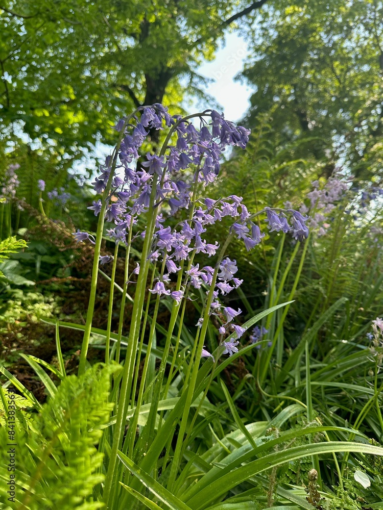 Obraz premium Beautiful hyacinthoides flowers growing in botanical garden