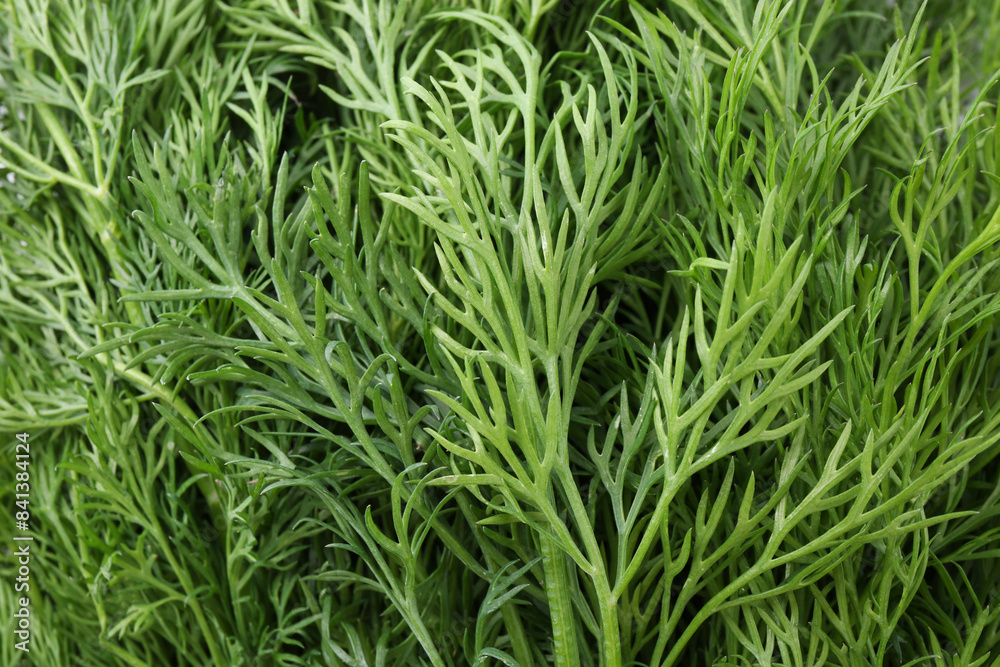 Sprigs of fresh dill as background, above view Sprigs of fresh dill as background, above view