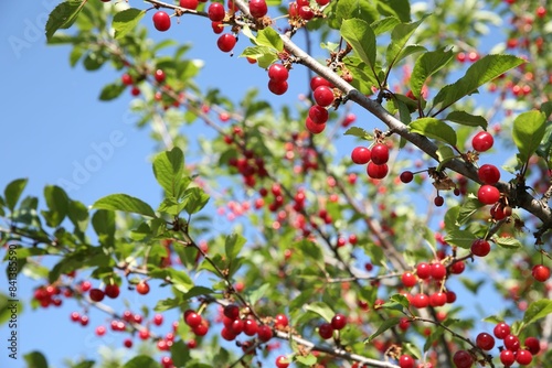 Cherry tree with ripe red berries against blue sky outdoors, low angle view