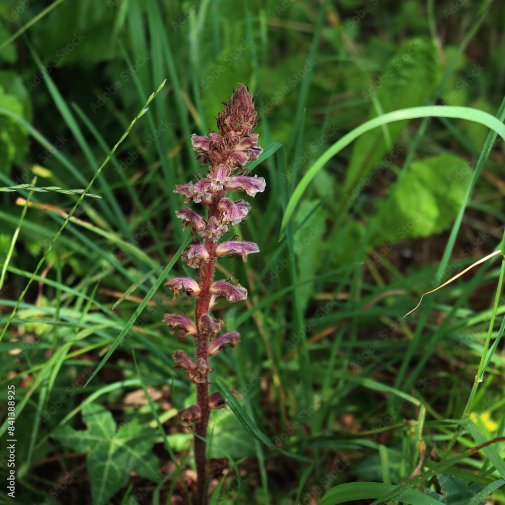 Common red Broomrape in the meadow. Orobanche minor on springtime in Italy Common red Broomrape in the meadow. Orobanche minor on springtime in Italy