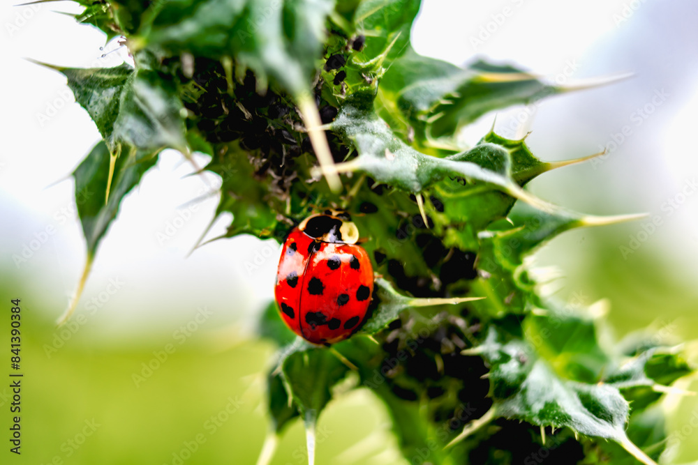Ladybug on a thistle, little round beetle, red with black spots, coccinella, coccinellidae