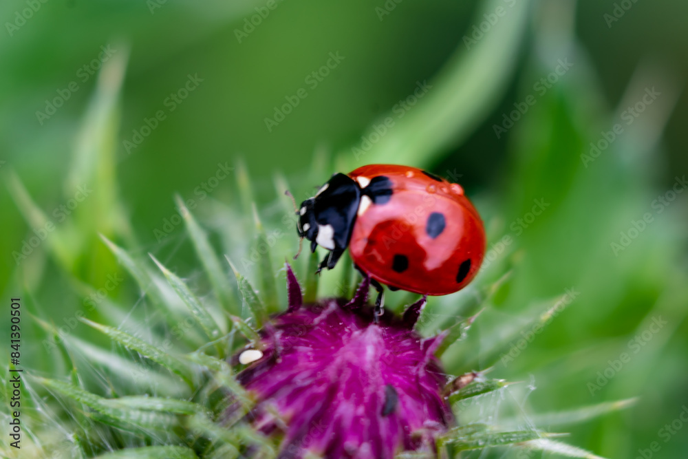 Ladybug on a thistle, little round beetle, red with black spots, coccinella, coccinellidae Ladybug on a thistle, little round beetle, red with black spots, coccinella, coccinellidae