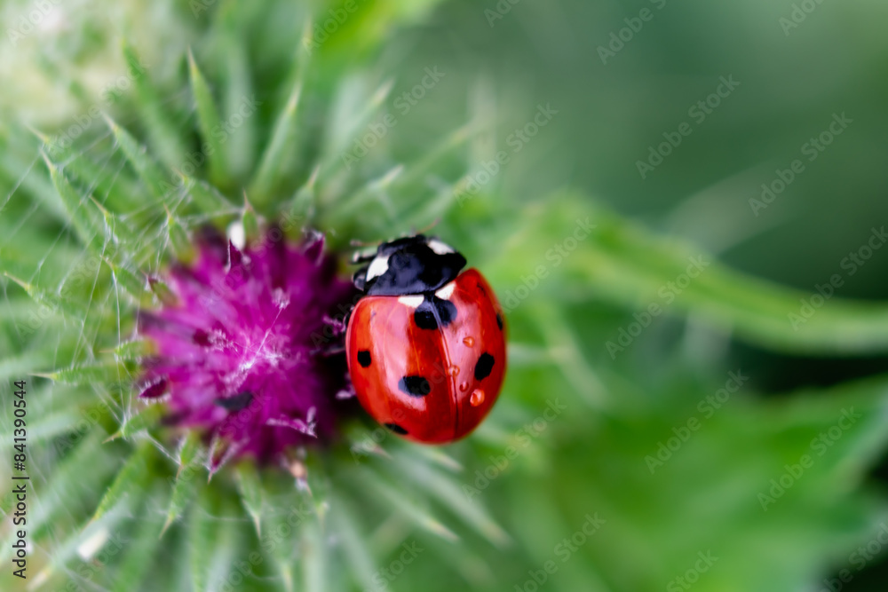 Ladybug on a thistle, little round beetle, red with black spots, coccinella, coccinellidae Ladybug on a thistle, little round beetle, red with black spots, coccinella, coccinellidae
