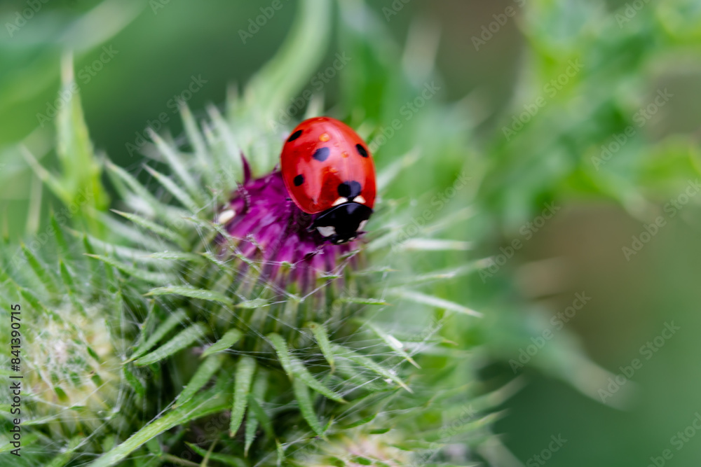 Fototapeta premium Ladybug on a thistle, little round beetle, red with black spots, coccinella, coccinellidae