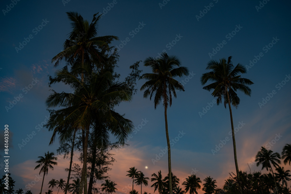 silhouette of palm trees on sunset sky background silhouette of palm trees on sunset sky background