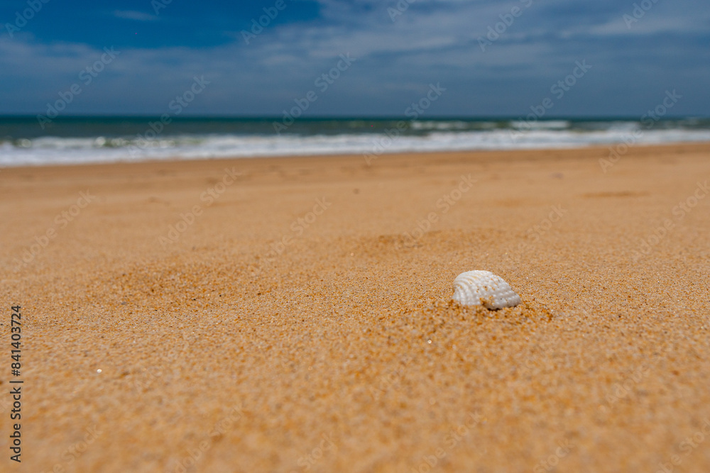 Close up shell ,Nature view of beautiful tropical beach and sea in sunny day. Beach sea space aera