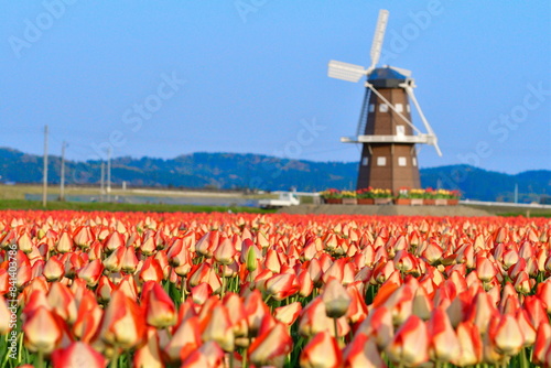 五泉のチューリップ畑（新潟県）