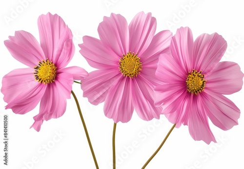 Pink Cosmos bipinnatus flowers with different perspectives isolated on white background. Close-up macro picture of Cosmos bipinnatus in the garden.