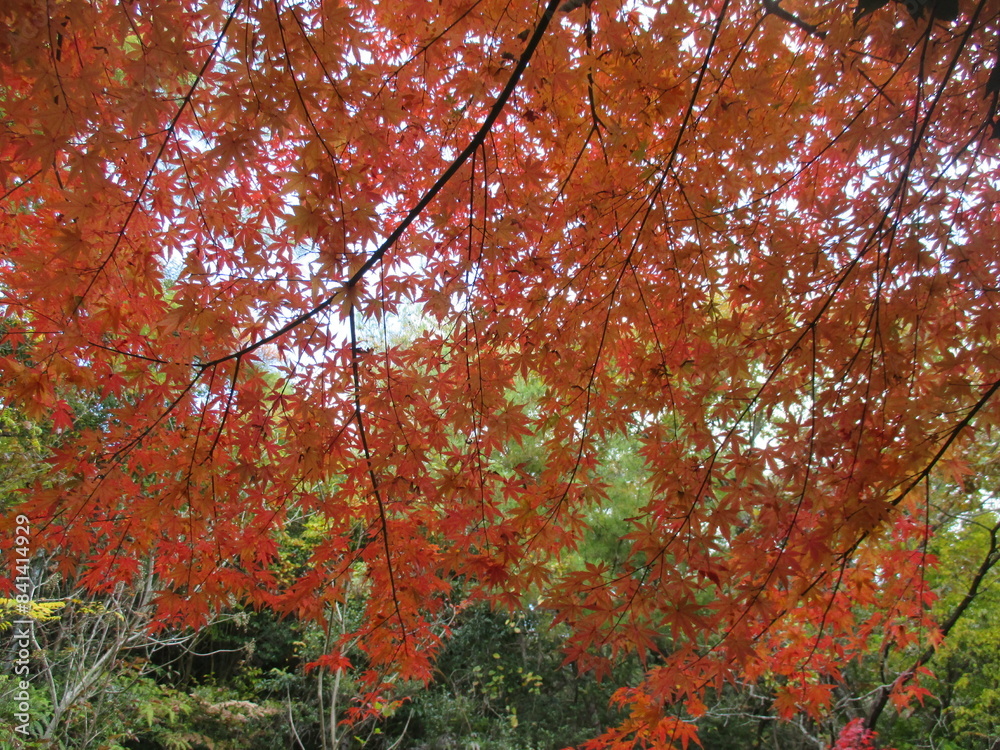 日本の晩秋、色鮮やかな里山の紅葉の風景