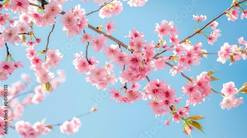 Fully bloomed cherry blossom branches under a clear blue sky
