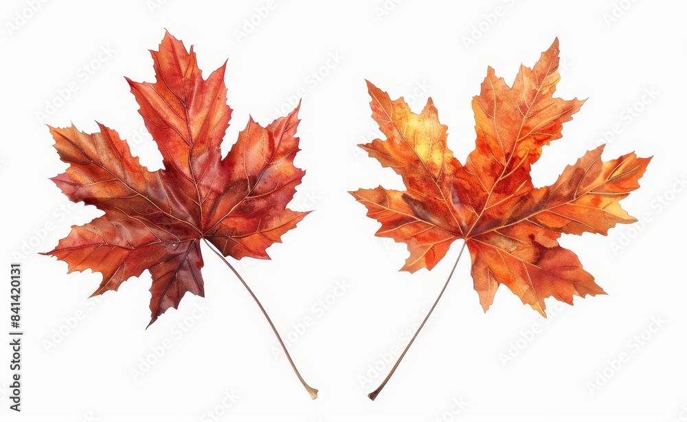 On white background, two creative autumn bouquets with yellow, orange, red, and burgundy flowers. On white background, two creative autumn bouquets with yellow, orange, red, and burgundy flowers.