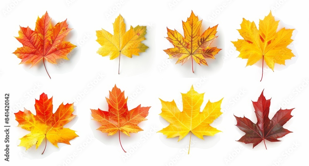 On a white background, I have isolated bouquets of natural leaves, single maple leaves, and a pile of abstract maple leaves with yellow, orange, red, burgundy, and green colors. On a white background, I have isolated bouquets of natural leaves, single maple leaves, and a pile of abstract maple leaves with yellow, orange, red, burgundy, and green colors.