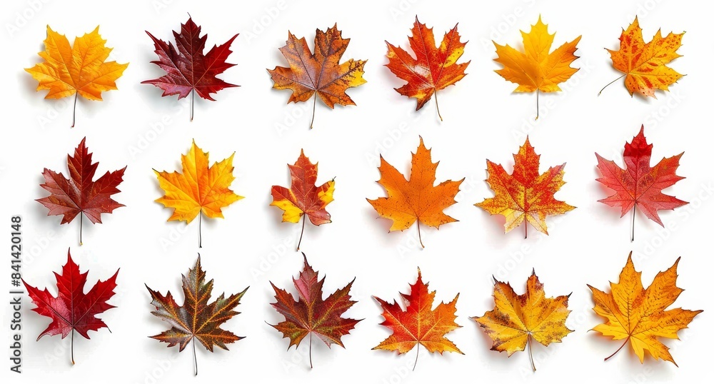 These autumn-themed compositions feature isolated bouquets of natural leaves, single maple leaves, and an abstract pile of maple leaves in burgundy, orange, yellow, red, and green on white. These autumn-themed compositions feature isolated bouquets of natural leaves, single maple leaves, and an abstract pile of maple leaves in burgundy, orange, yellow, red, and green on white.