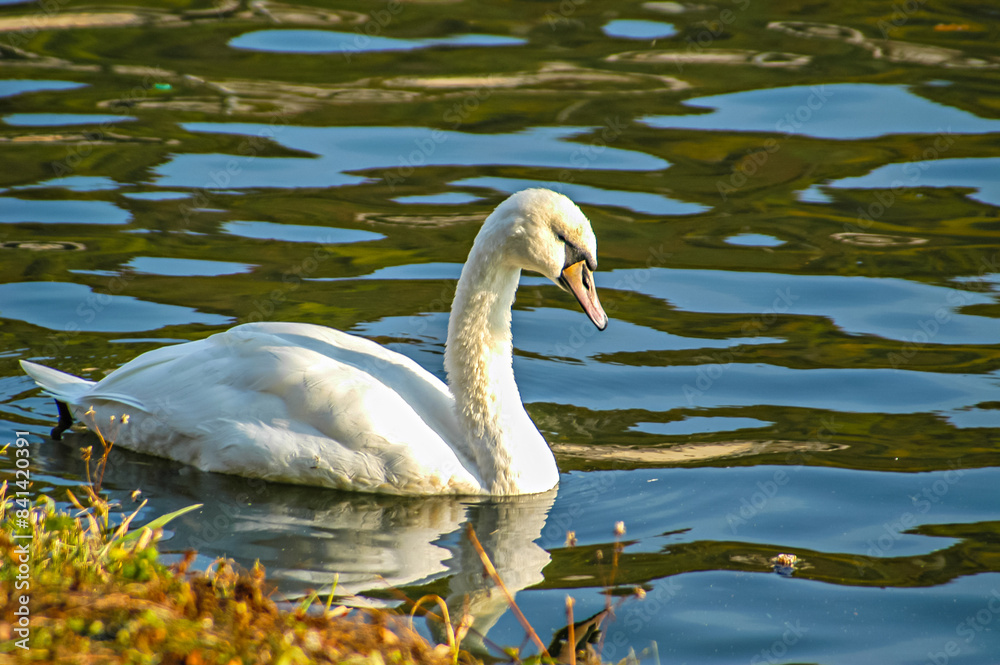 Fototapeta premium Portraitbild, Tierportrait von einem Schwan auf einem See