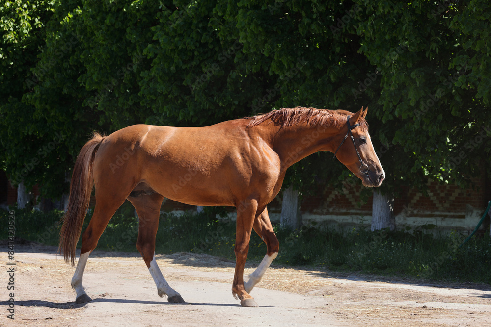 Beautiful bay horse running on the farm