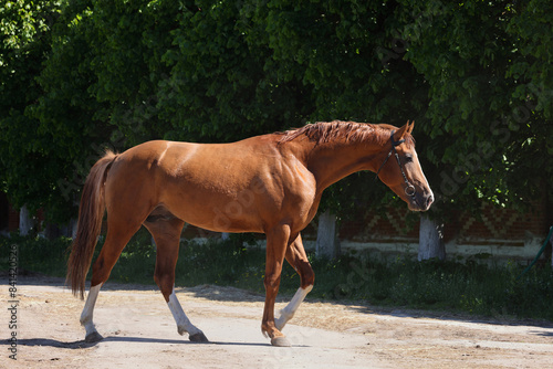Obraz na płótnie Beautiful bay horse running on the farm w salonie