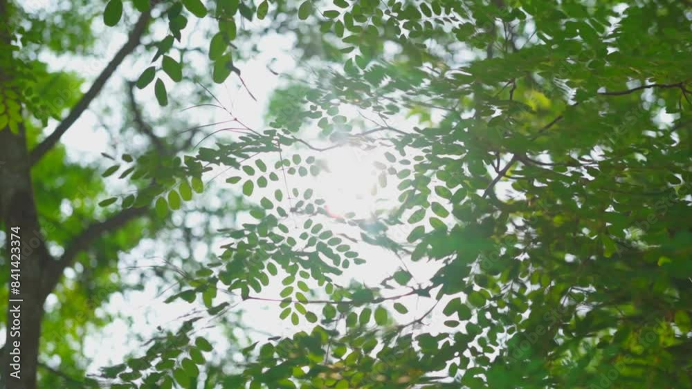 leaves in the forest leaves in the forest
