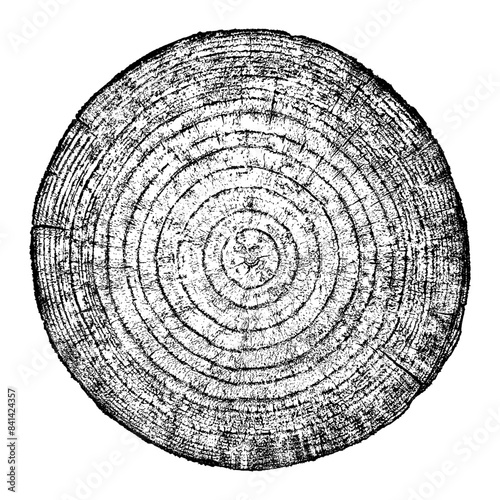 Wood texture cross section of tree rings. Cut slice of wooden stump isolated on white. Textured surface with rings and cracks. Black background made of hardwood from the forest. Vector, EPS 10.