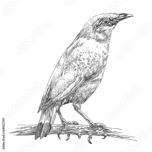 engraving hand drawn bird vector illustration photo