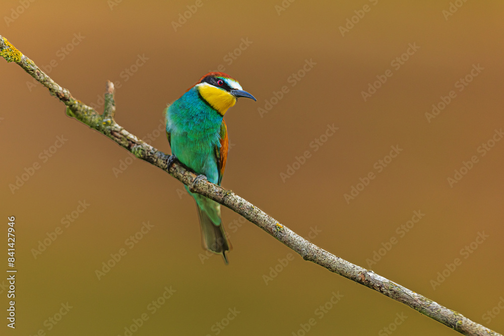 Obraz premium The male European bee-eater (Merops apiaster) beautifully colored bird