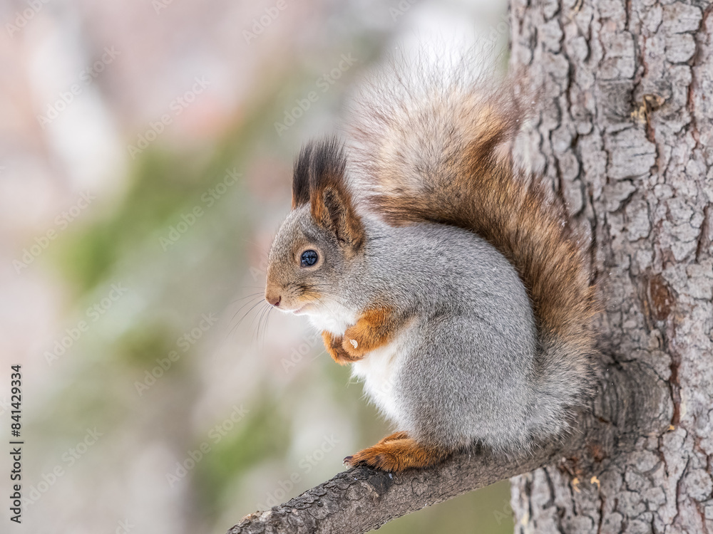 The squirrel with nut sits on tree in the winter or late autumn The squirrel with nut sits on tree in the winter or late autumn