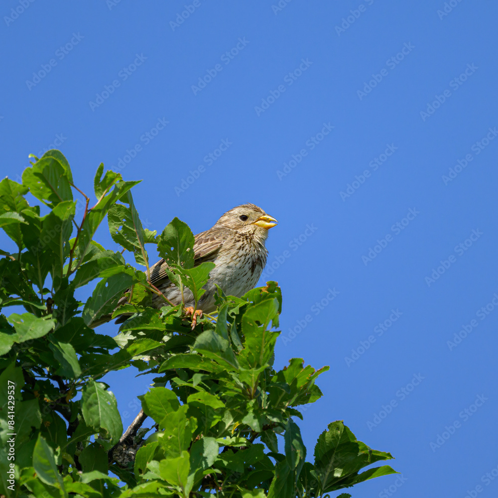 A Corn Bunting sitting on top of a bush A Corn Bunting sitting on top of a bush