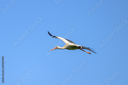A White Stork in flight blue sky