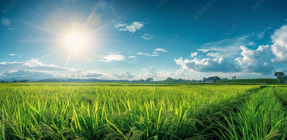 Natural landscape of young cereals against a blue sky with clouds on a bright sunny day. Natural landscape of young cereals against a blue sky with clouds on a bright sunny day.