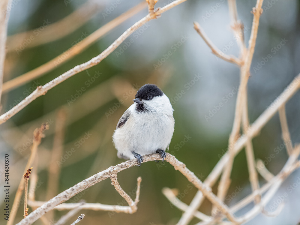 Fototapeta premium Cute bird the willow tit, song bird sitting on a branch without leaves in the winter.