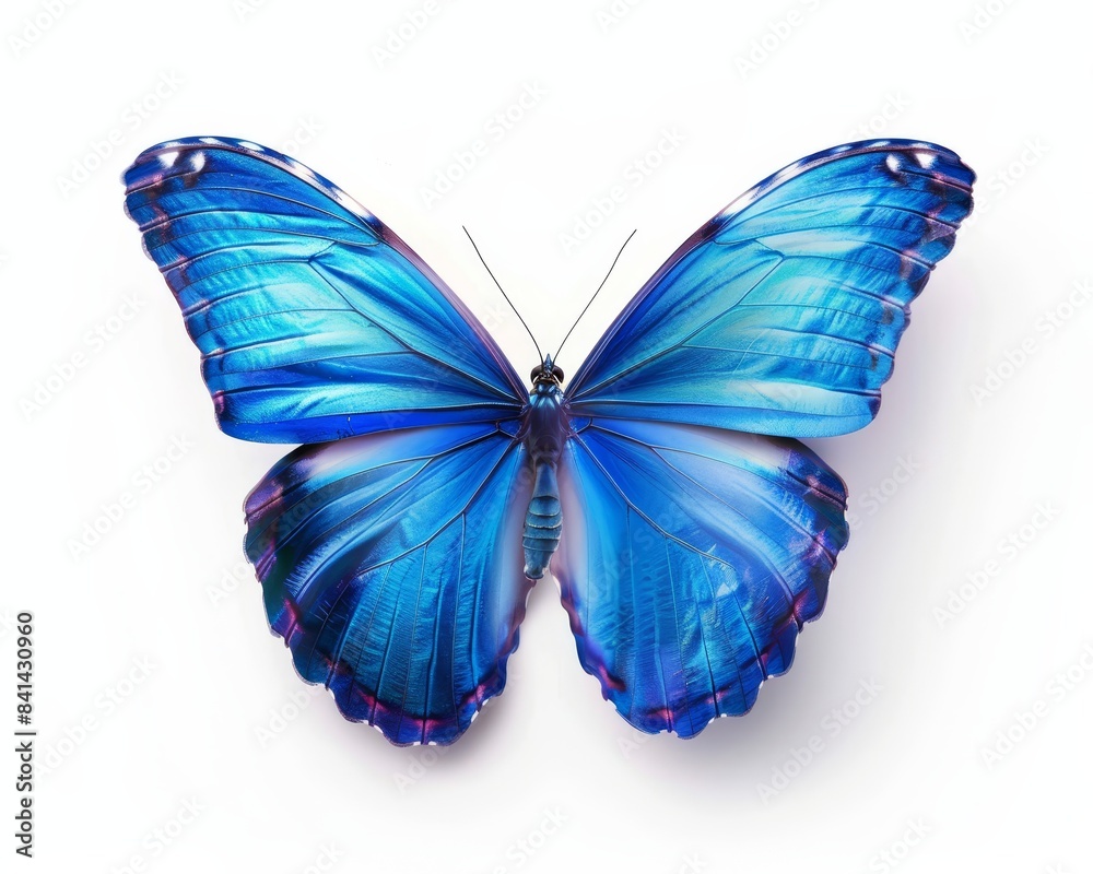Obraz premium Isolated on a transparent background, this blue butterfly has spread wings.